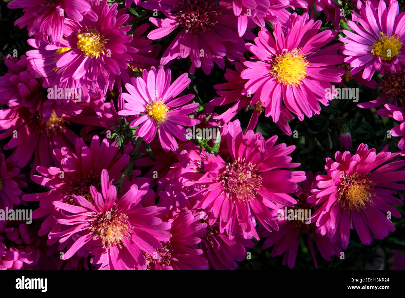 Chrysanthemums Stock Photo