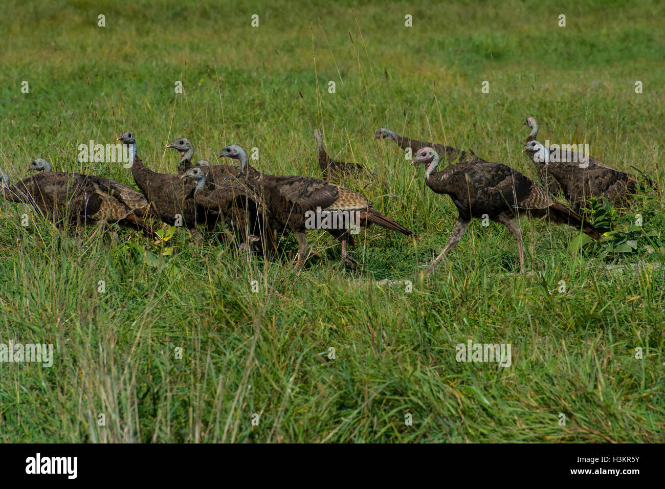 Wild Turkeys running across a field. Stock Photo