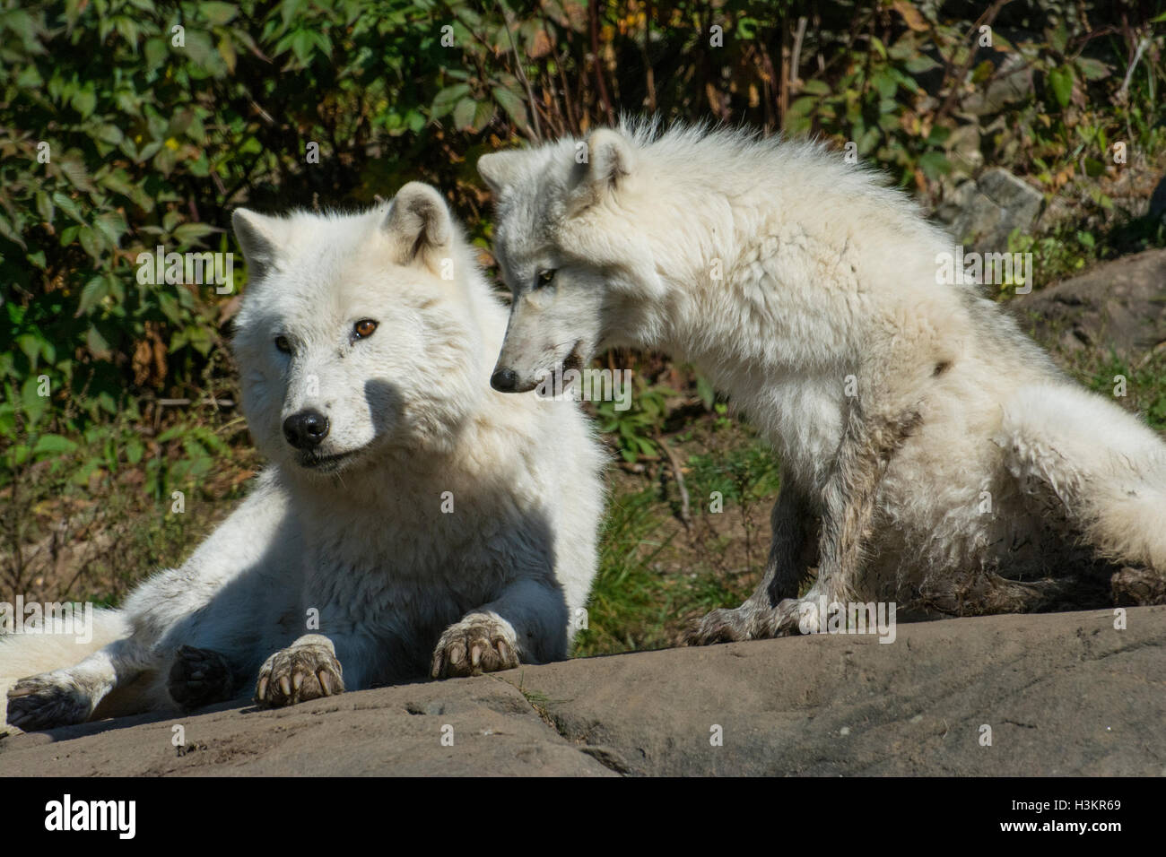 Trout Lake at Omega Park, Quebec Stock Photo Alamy
