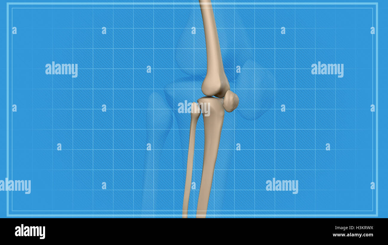 Human knee with the anatomy of a skeleton leg Stock Photo - Alamy