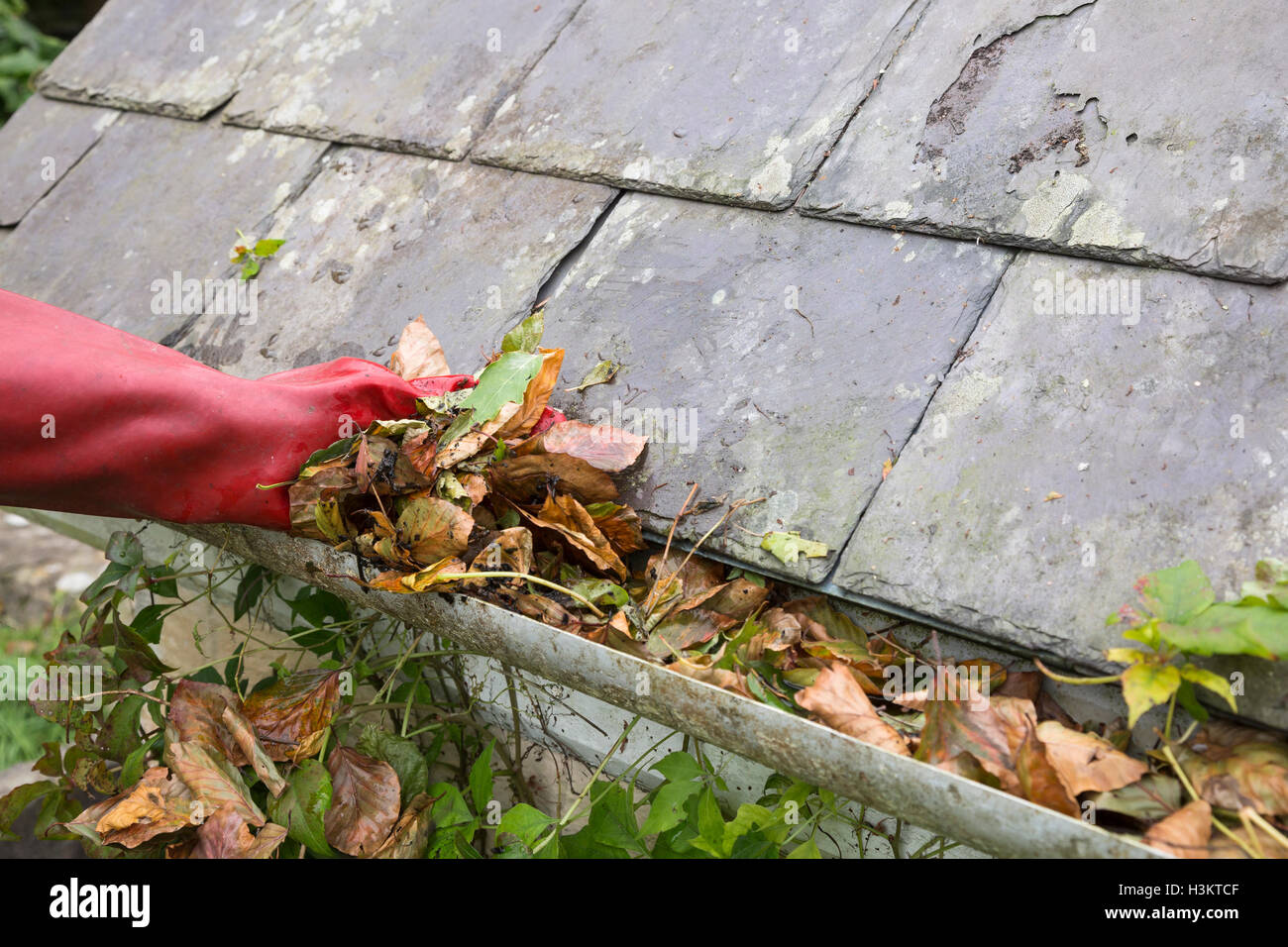 clearing gutter blocked with autumn leaves Stock Photo - Alamy