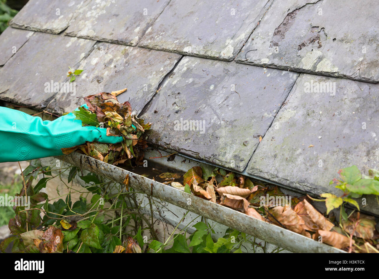 clearing gutter blocked with autumn leaves Stock Photo - Alamy