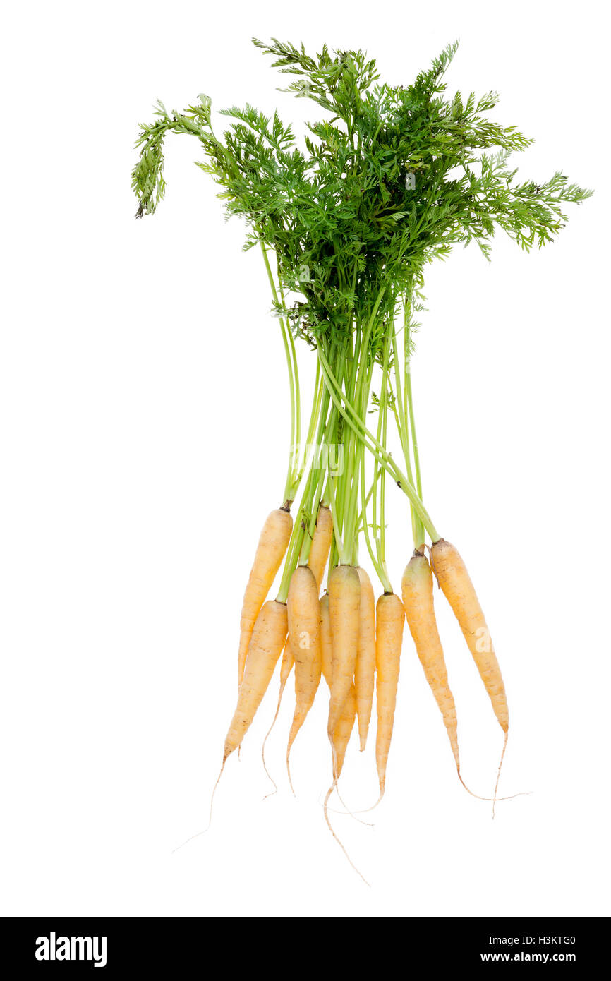 Bunch of healthy newly harvested fresh yellow carrots with green leaves