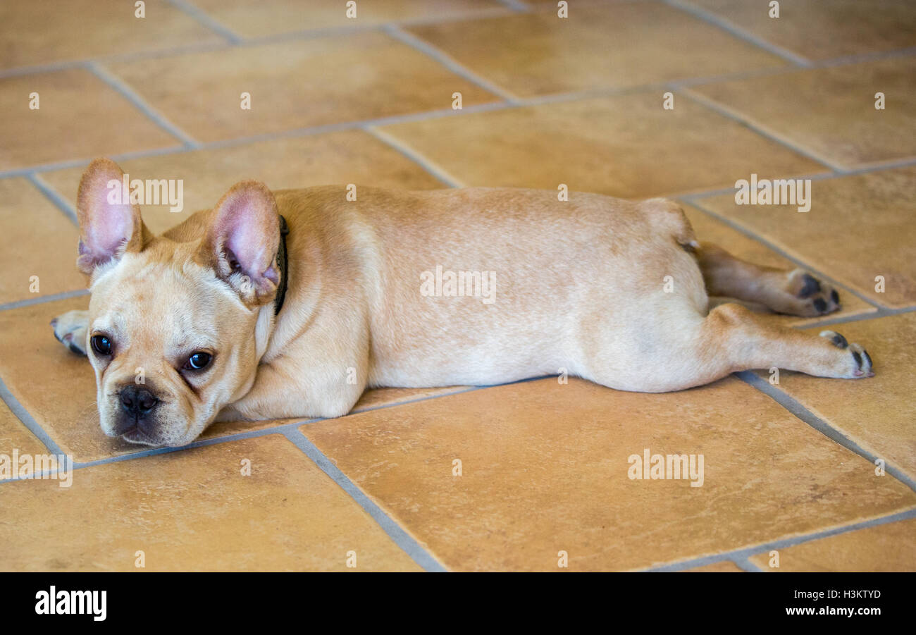 French Bulldog Puppy - Canis lupus familiaris Stock Photo