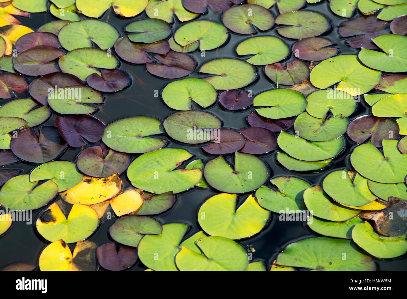 Water lily pads on a pond in autumn Stock Photo