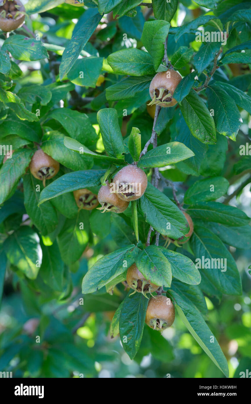 Mespilus germanica Iranian. Iranian Medlar fruit on the tree Stock Photo