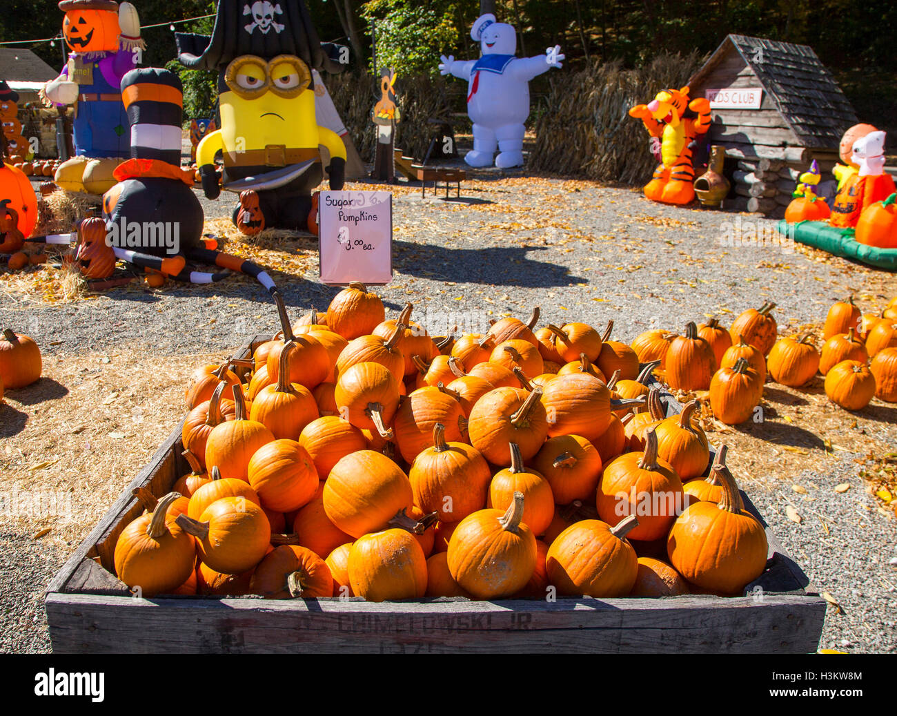 Pile of pumpkins at a farm market Stock Photo - Alamy