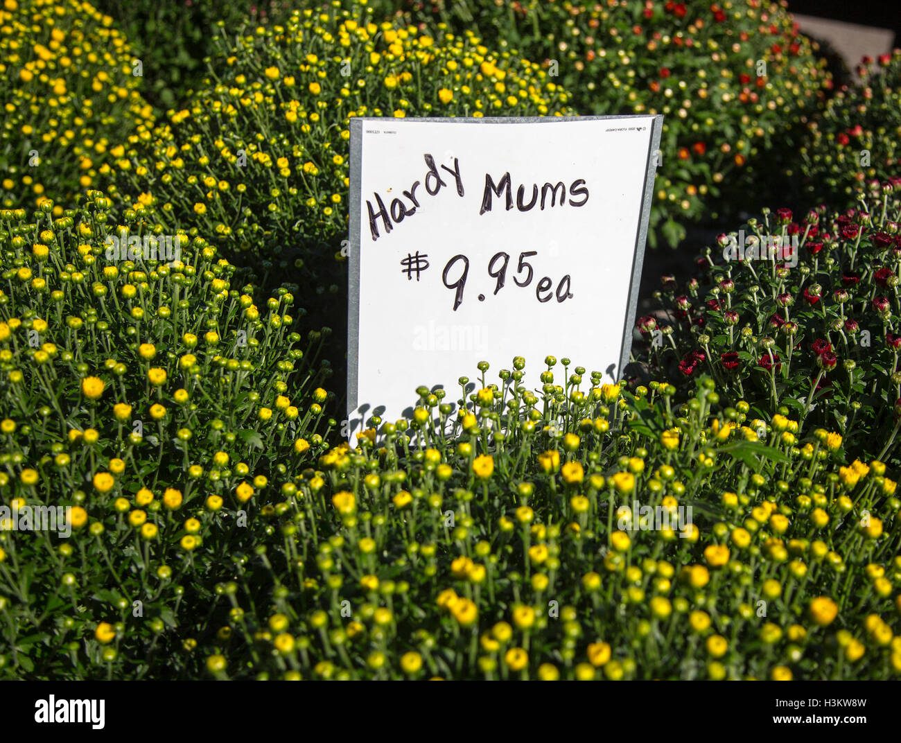 Mums for sale at a farm market Stock Photo Alamy