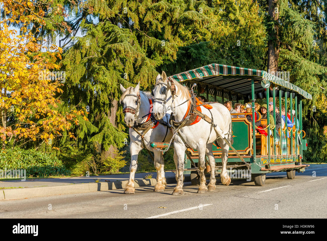 stanley park horse drawn carriage