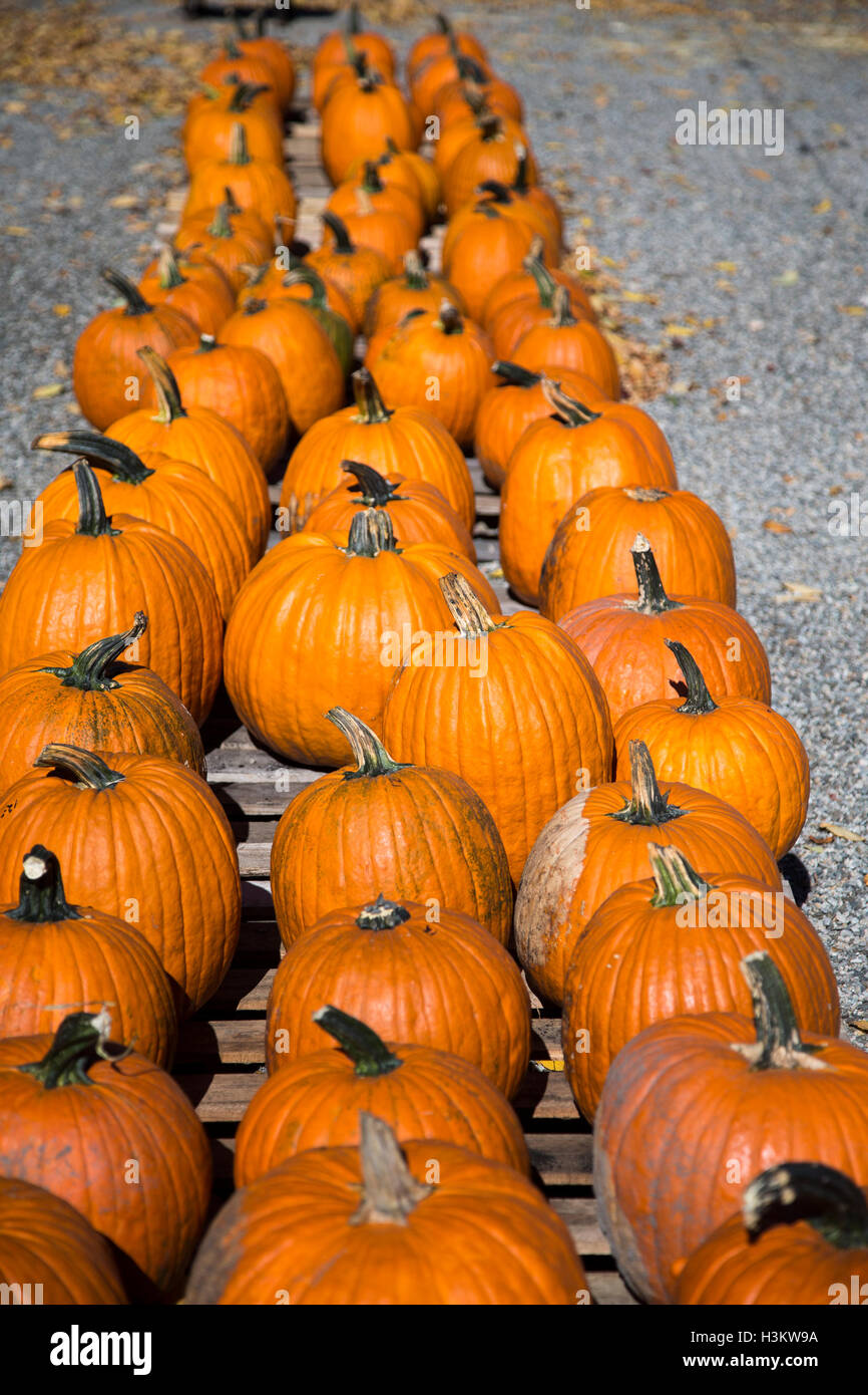 Pumpkins on display at a farm market Stock Photo - Alamy