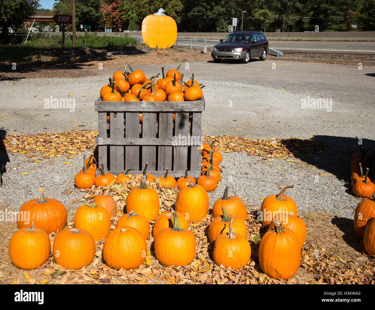Pumpkins on display at a farm market Stock Photo - Alamy