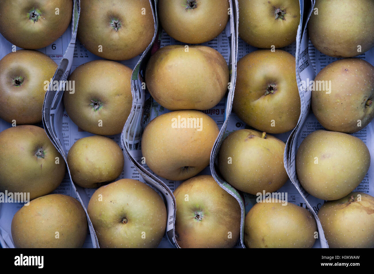 Malus Domestica. Storing eating apples between newspaper in a tray over winter pattern Stock Photo