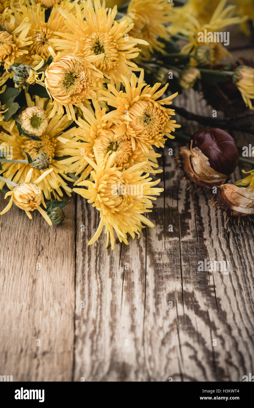 Yellow and gold mums hires stock photography and images Alamy