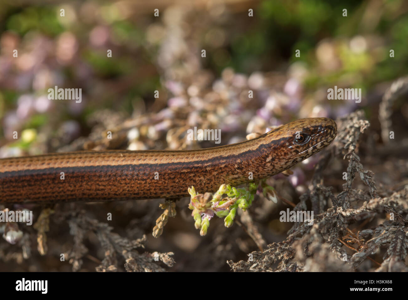 Close-up of female slow worm (Anguis fragilis) in heathland in Surrey, UK Stock Photo