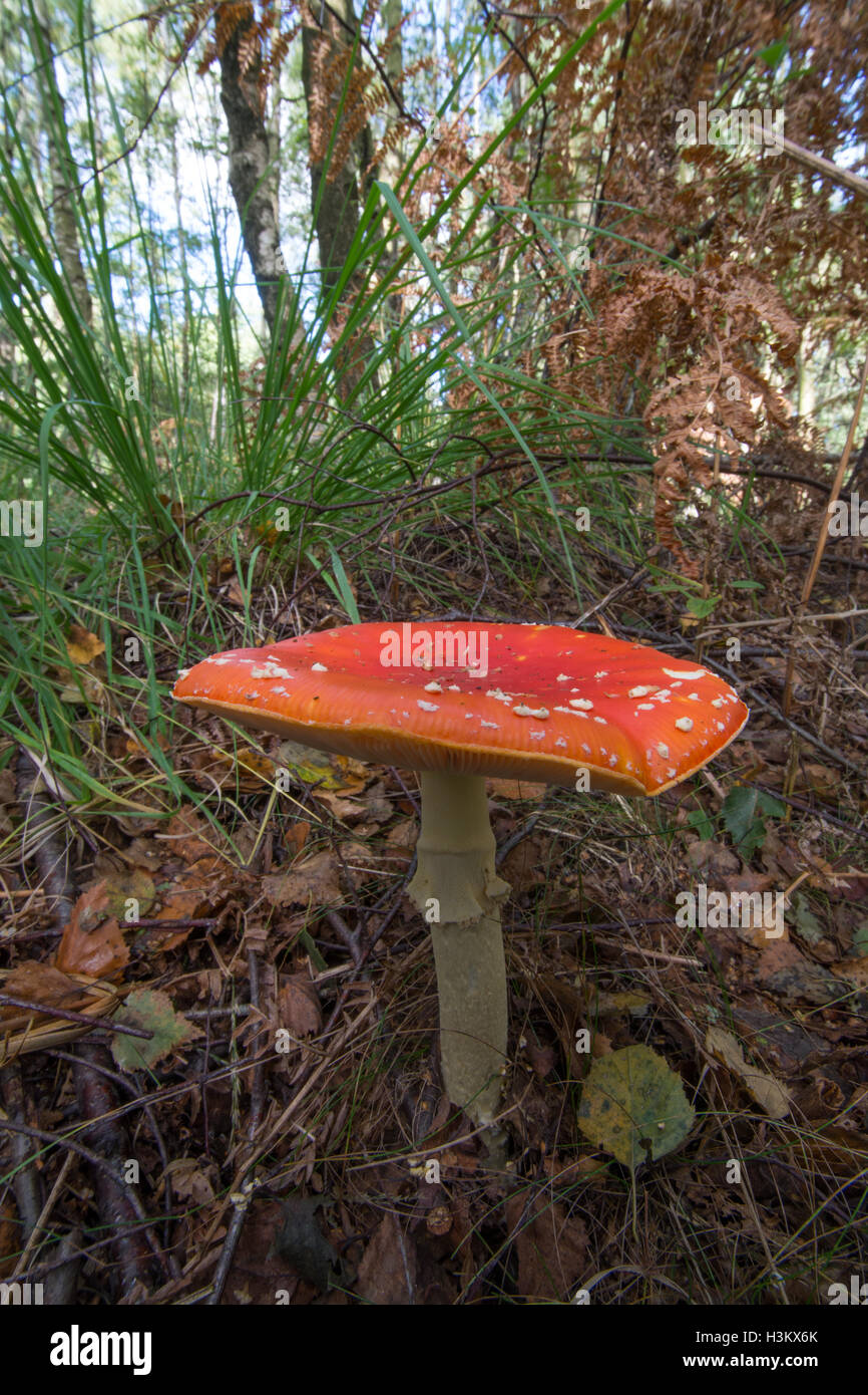 Red and white fly agaric (Amanita muscaria) toadstool in woodland ...