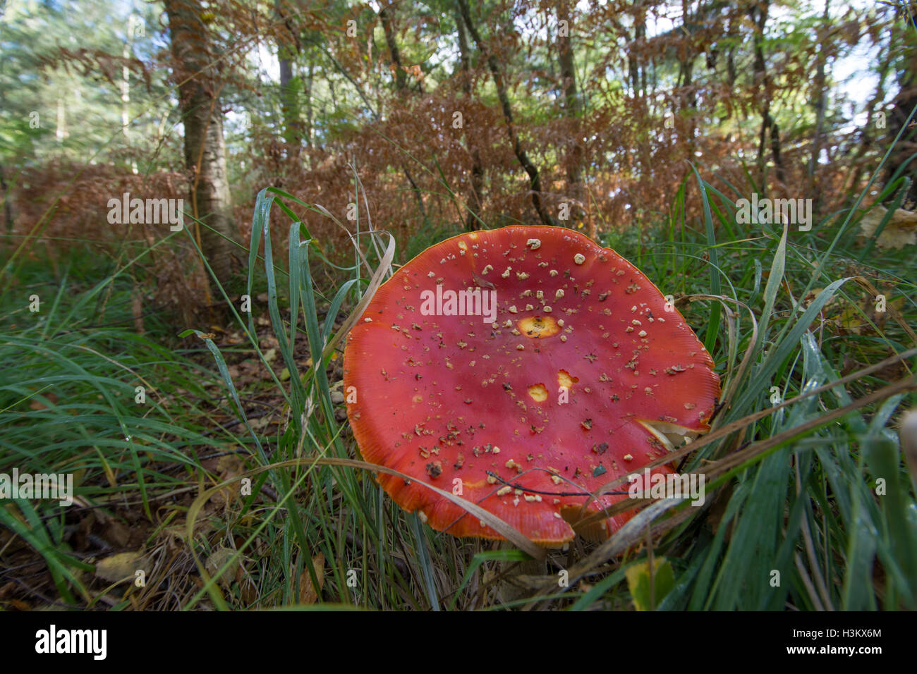 Large red and white fly agaric (Amanita muscaria) toadstool in woodland ...