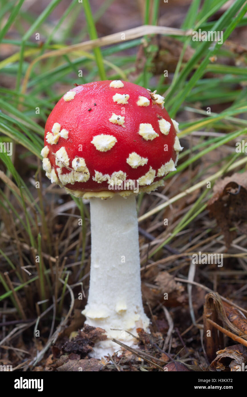 Red and white fly agaric (Amanita muscaria) toadstool in woodland ...