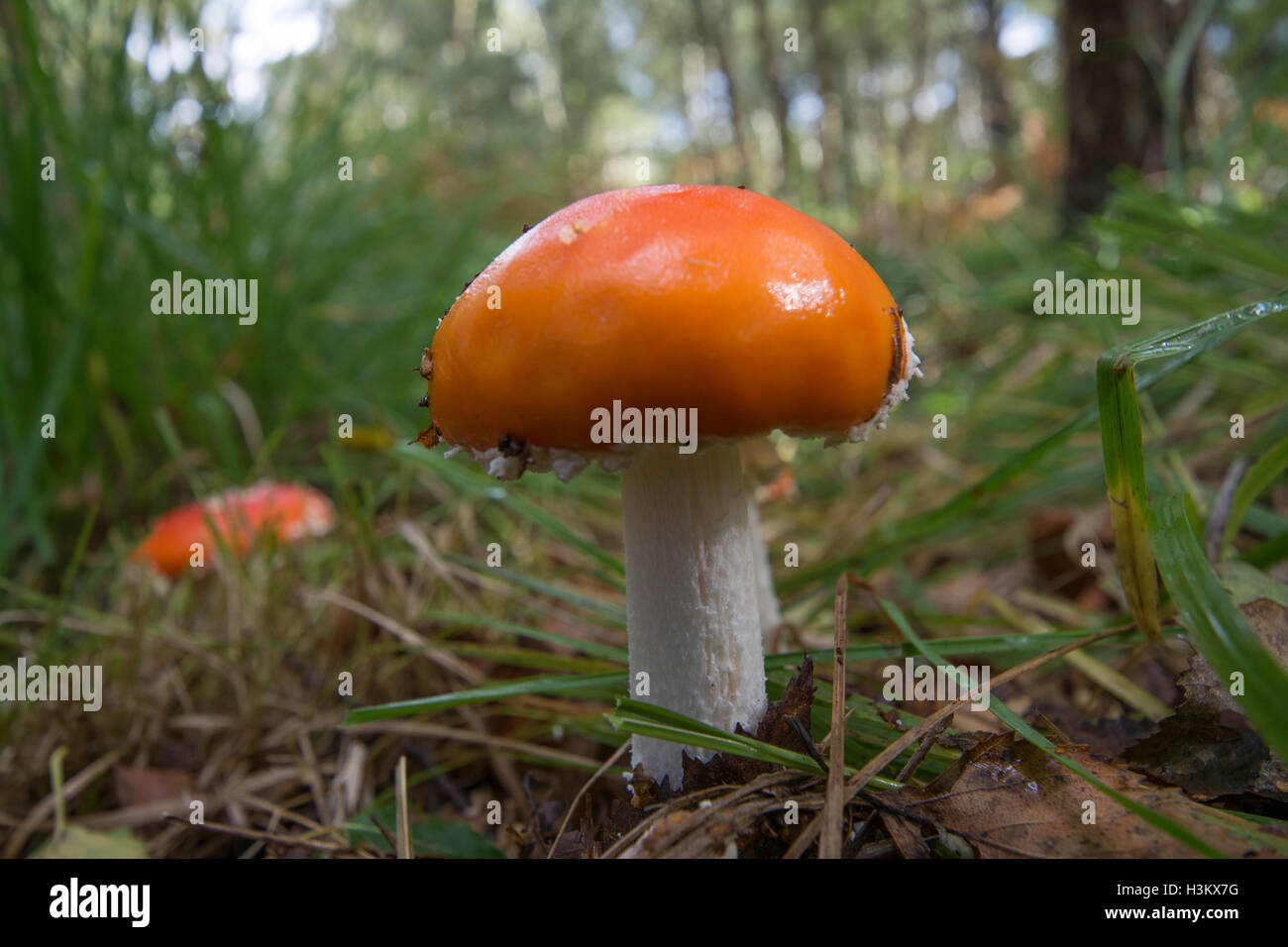 Red and white fly agaric (Amanita muscaria) toadstools in woodland habitat Stock Photo