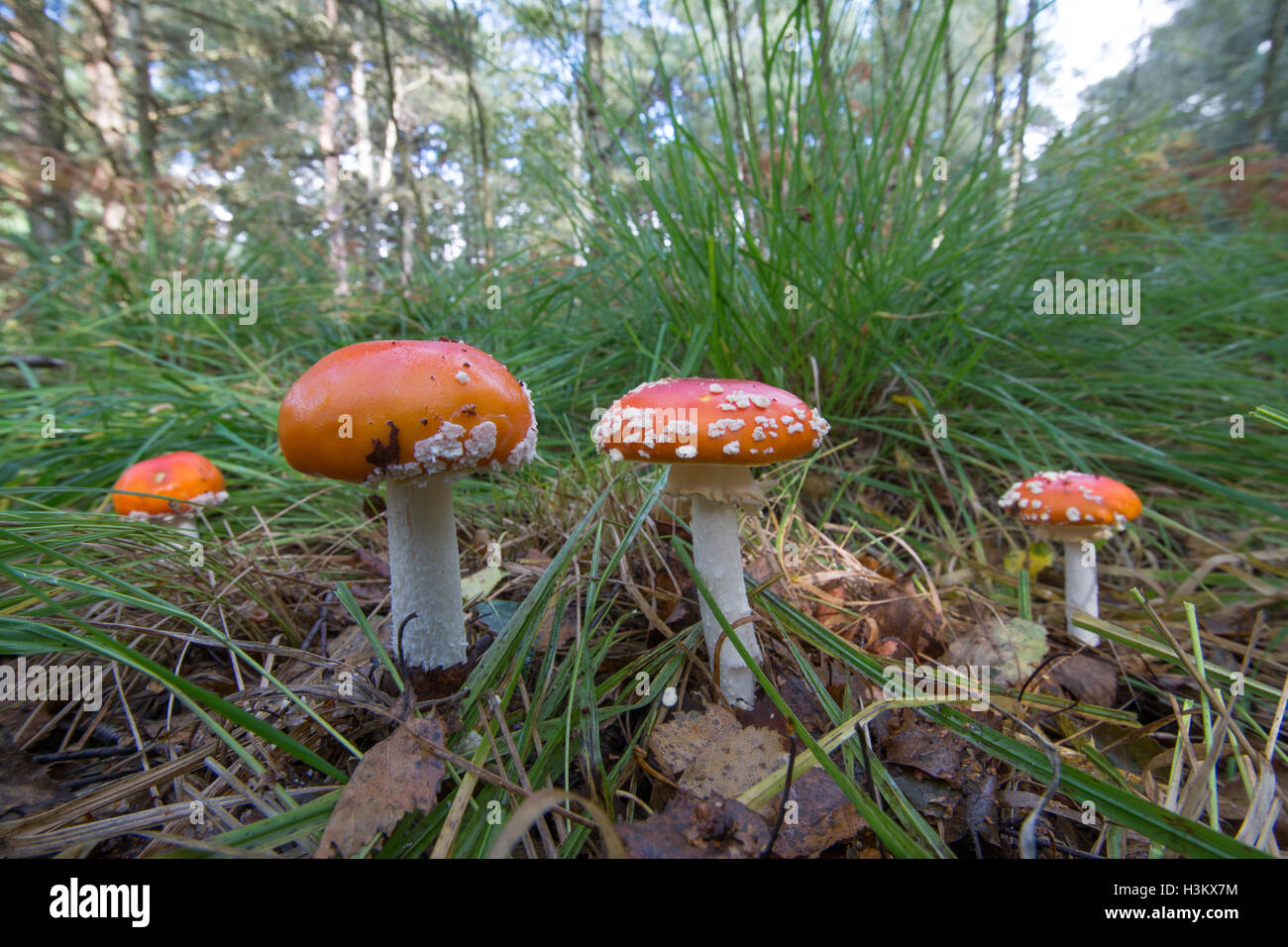 Red and white fly agaric (Amanita muscaria) toadstools in woodland habitat Stock Photo