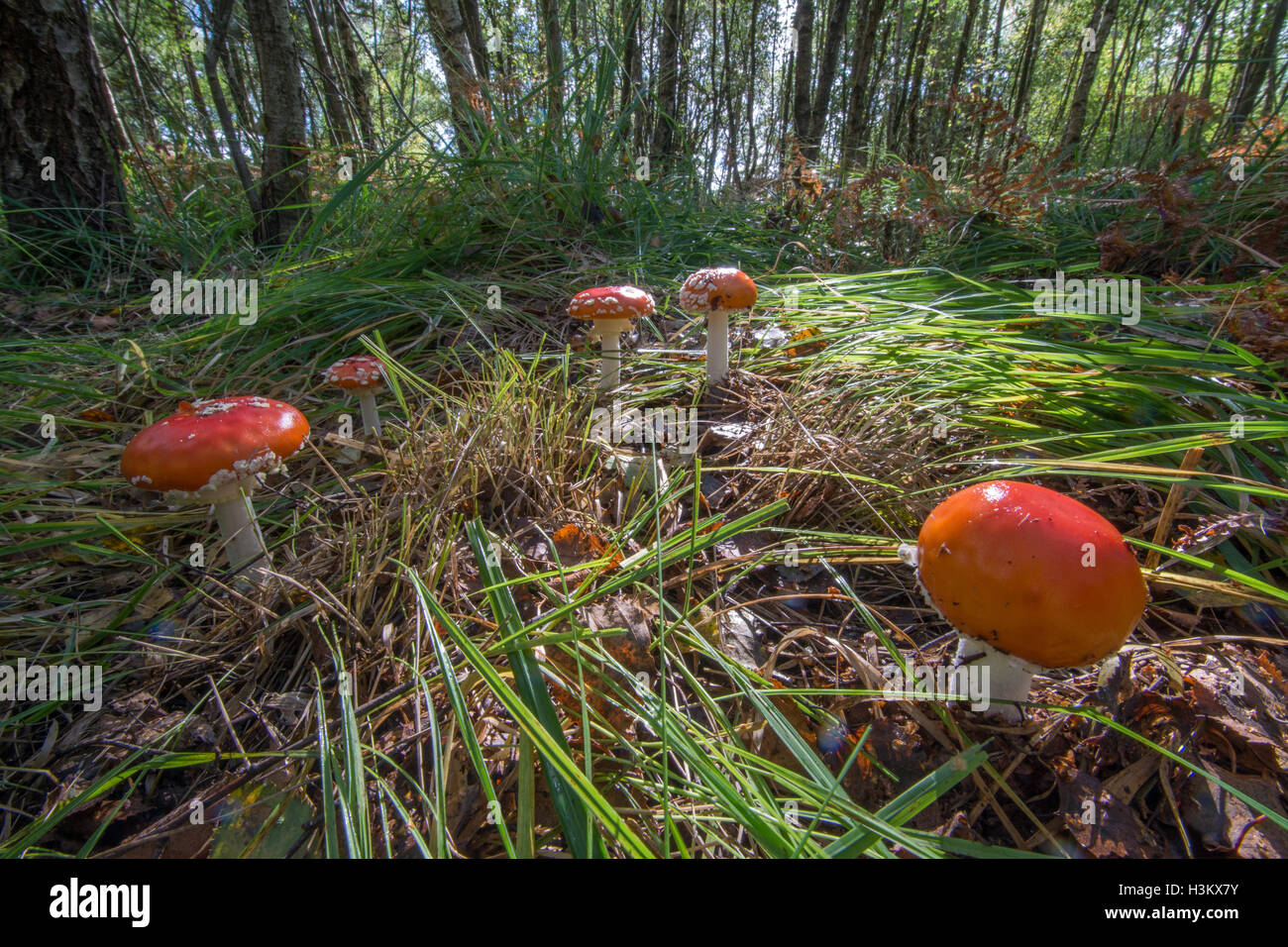 Group of red and white fly agaric (Amanita muscaria) toadstools in woodland habitat Stock Photo