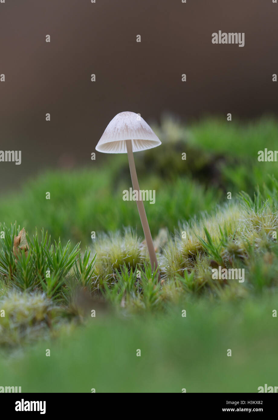 Delicate solitary white toadstool among green moss Stock Photo