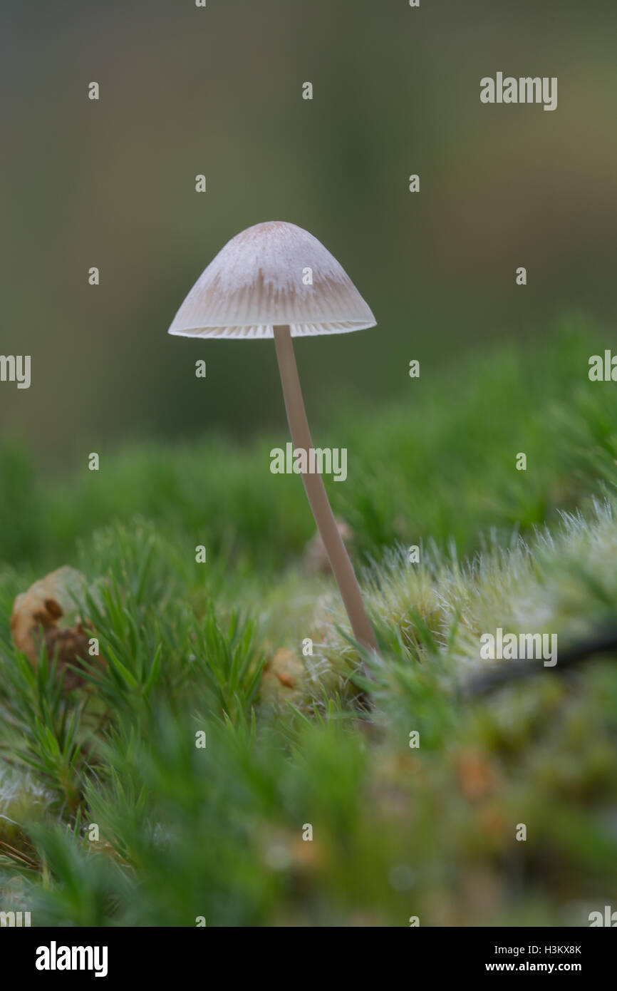 Delicate solitary white toadstool among green moss Stock Photo
