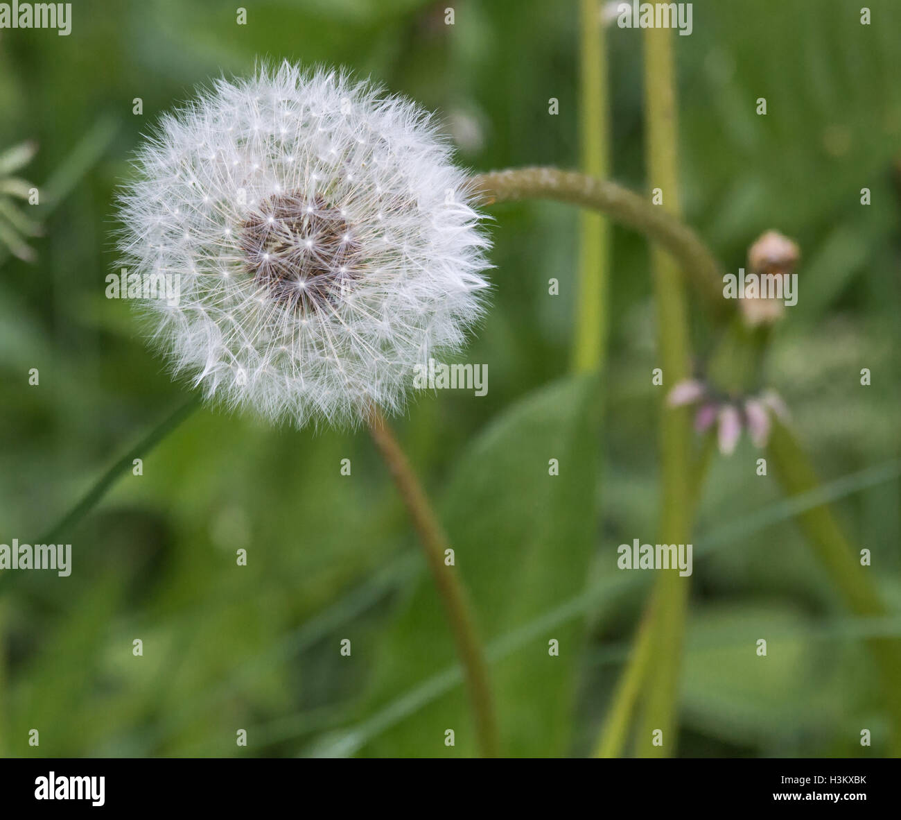 White dandelion growing in a field in spring. Macro photo of seeds, which are ready to fly. Stock Photo