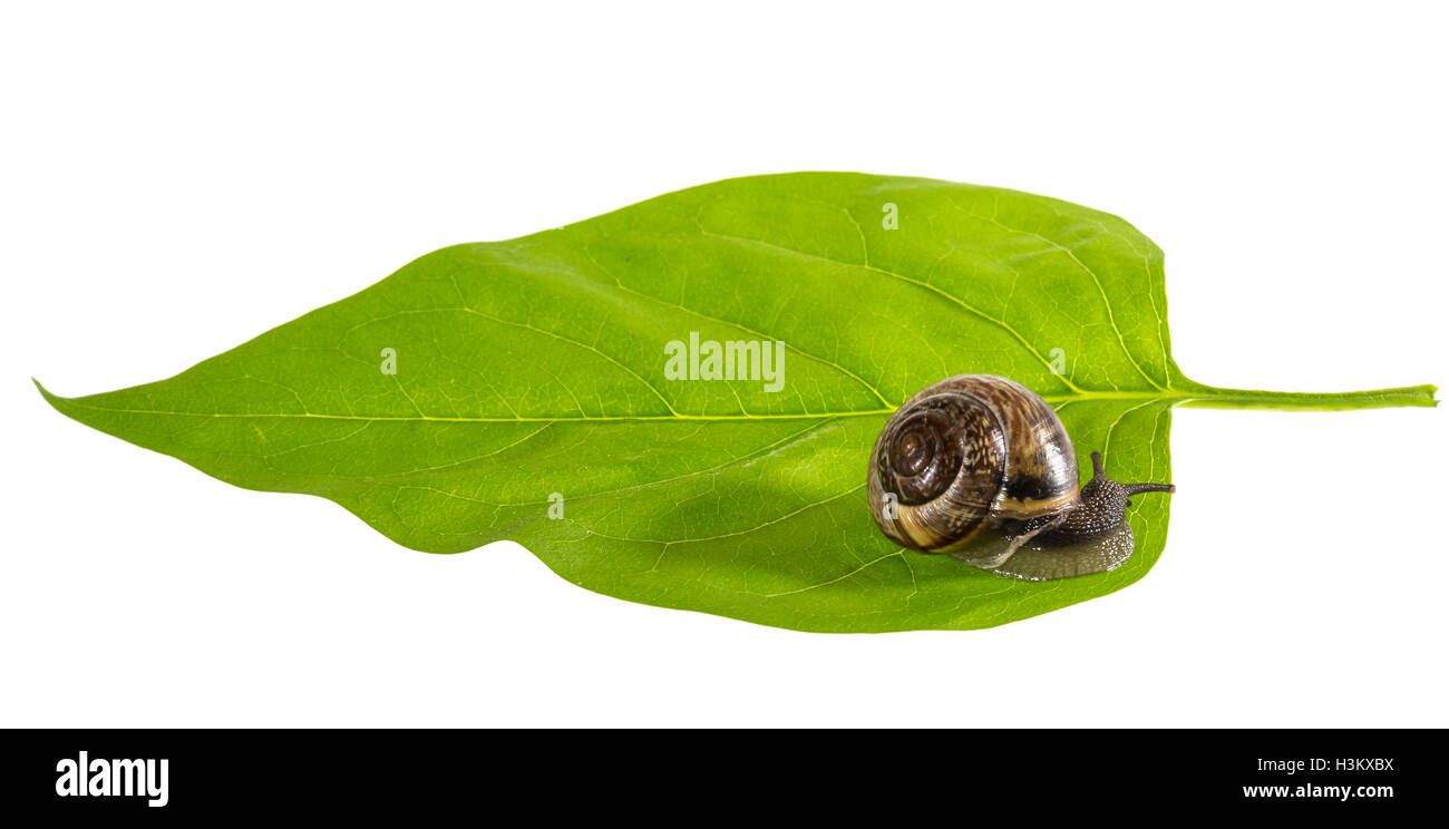 Snail on a leaf Stock Photo