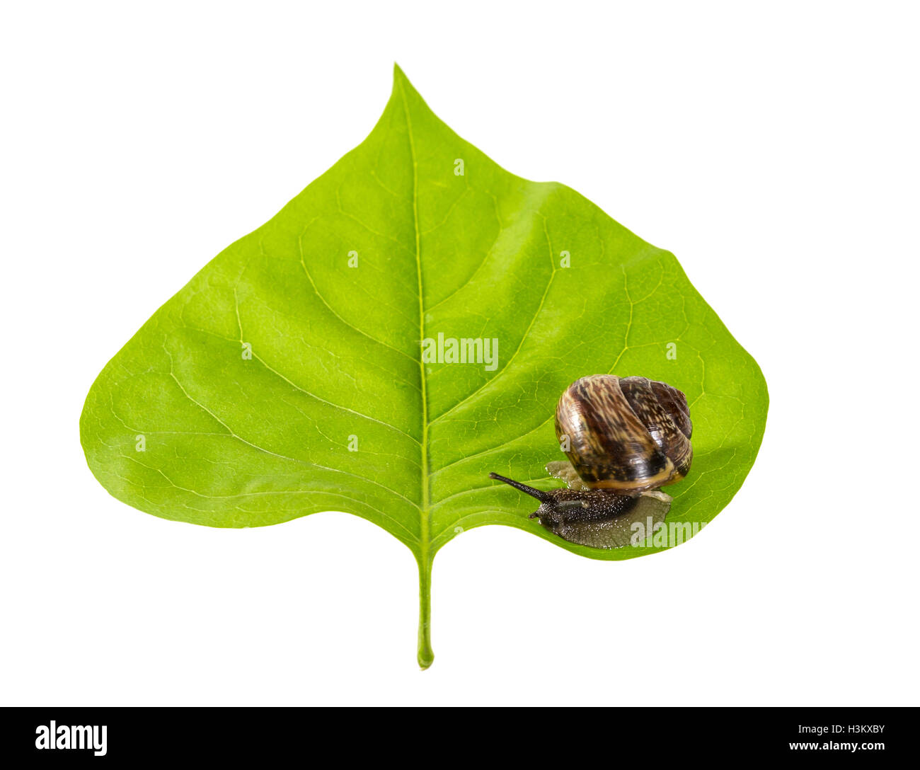 Snail on a leaf Stock Photo