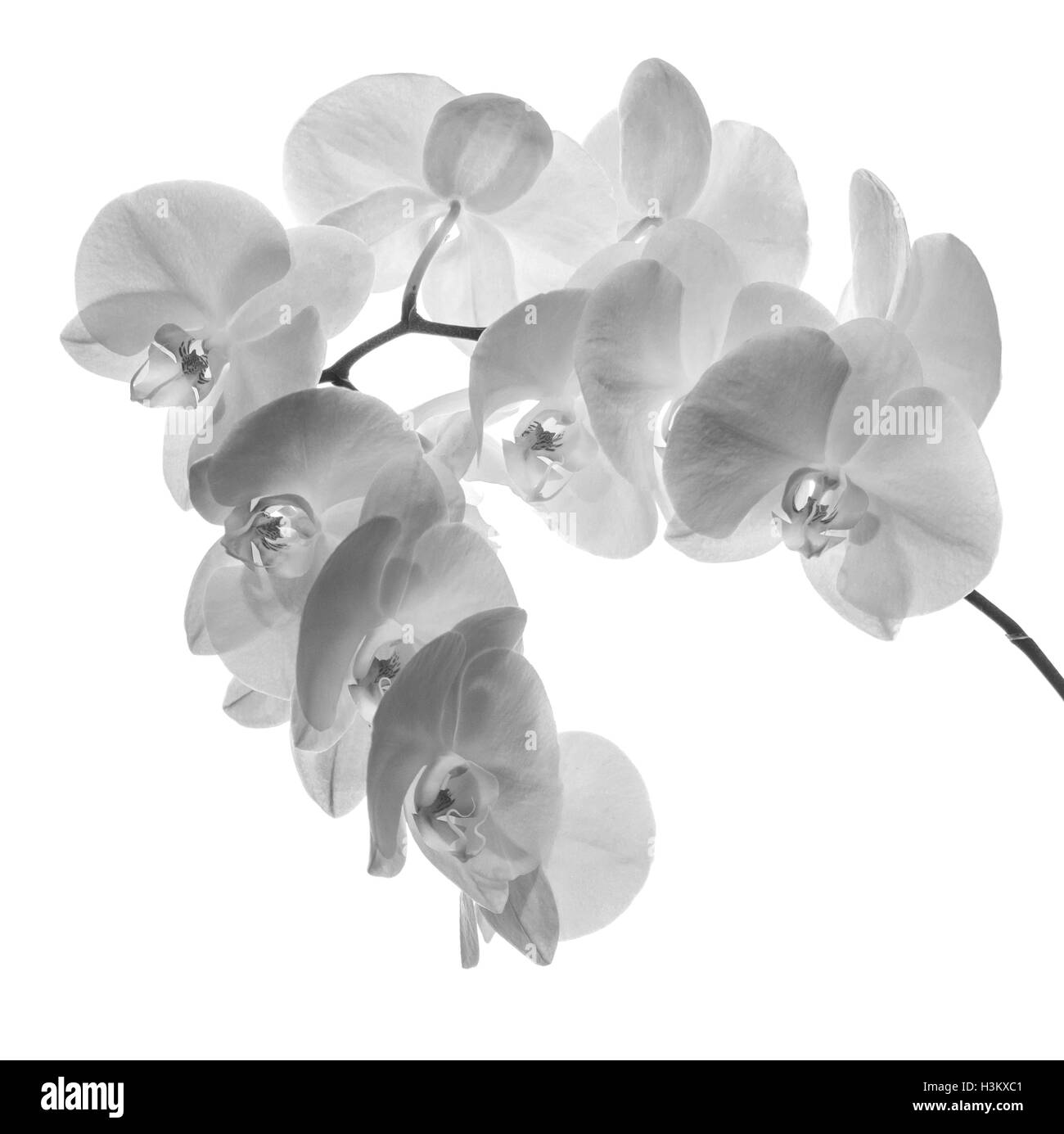 Heavy blossoming branch with large white orchid flowers Stock Photo