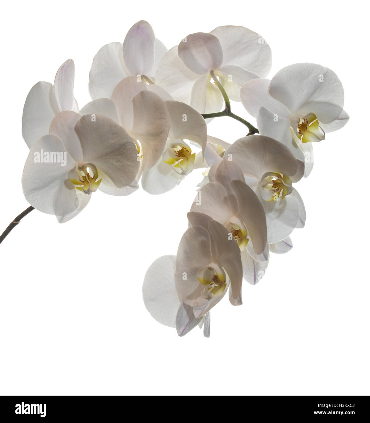 Flowering branch of white orchids on a white background Stock Photo