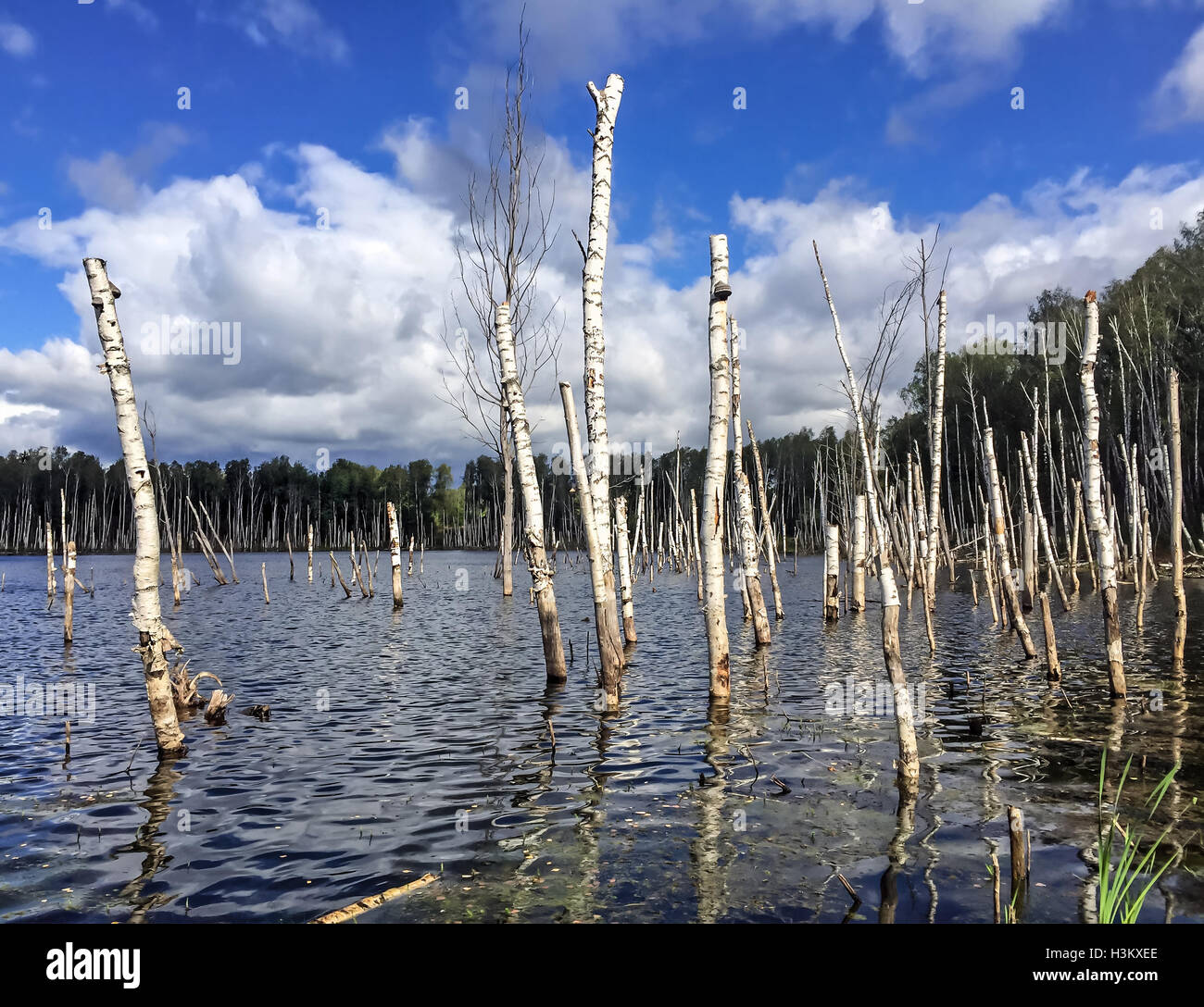 Dead trees standing in water hi-res stock photography and images - Alamy