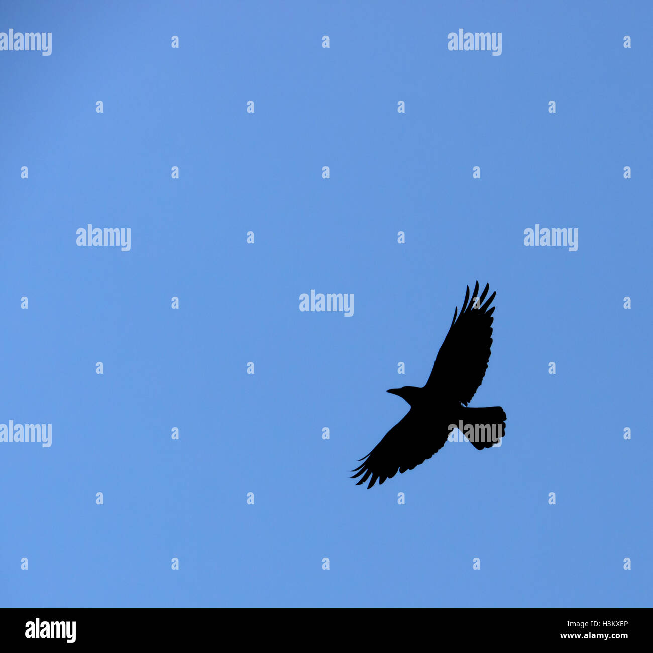 Blackbird flying isolated hires stock photography and images Alamy