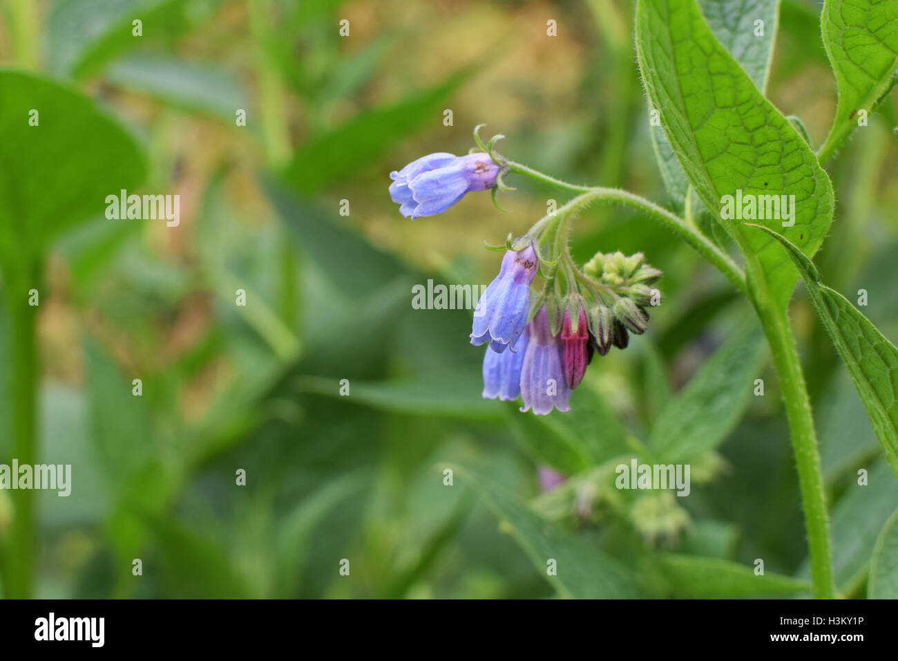 Comfrey - Blue Bell Flower Stock Photo