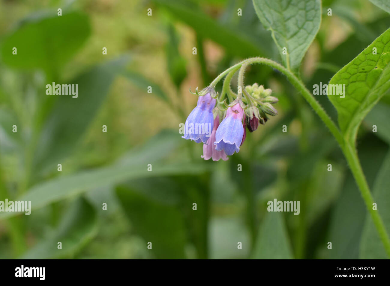 Comfrey - Blue Bell Flower Stock Photo