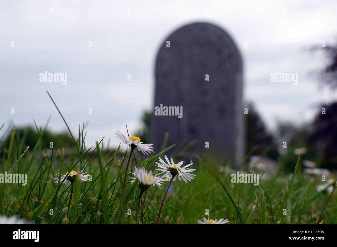 Pushing up the daisy's, grave stones Stock Photo