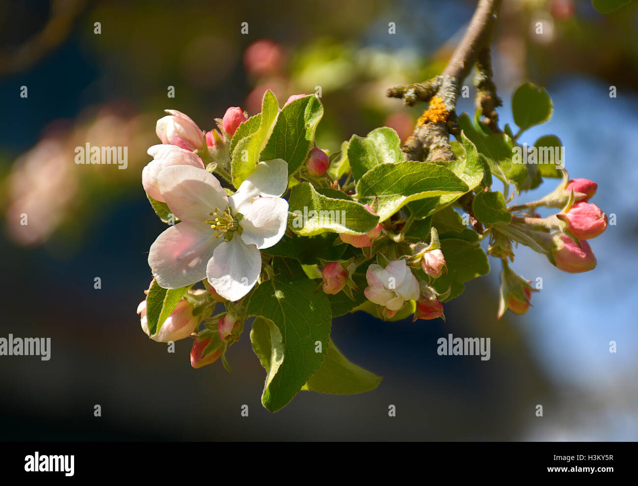 Flowering fruit trees in spring Stock Photo Alamy