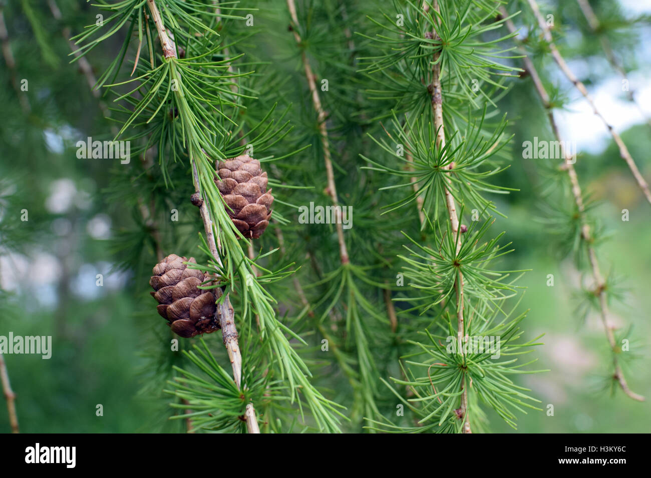 Pine Cones on Branch Stock Photo