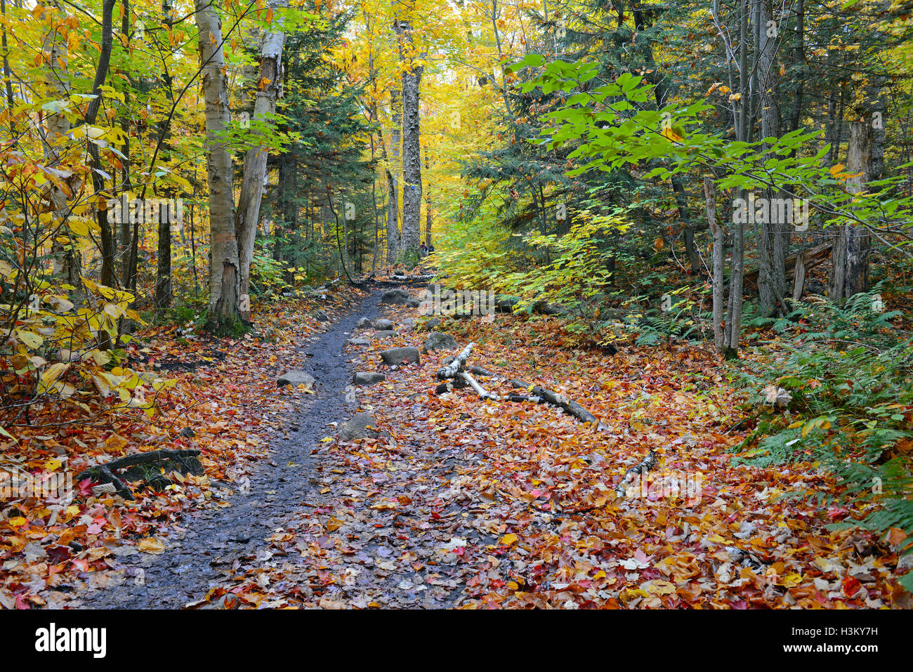 Fall colors, Autumn foliage with red, orange and yellow fall colors in ...