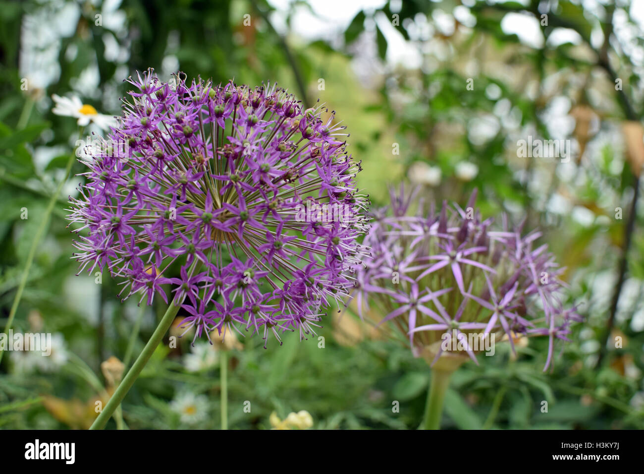 Purple Alliums Plant Stock Photo