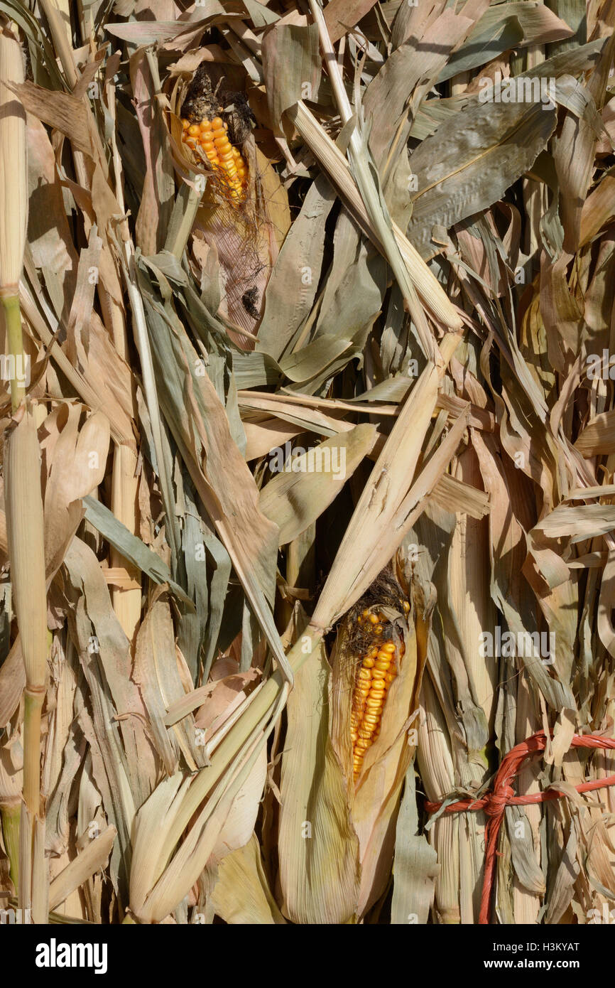 Autumn scene of dried corn stalks with corn Stock Photo