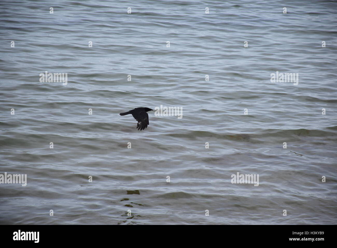 Bird flying low over water Stock Photo