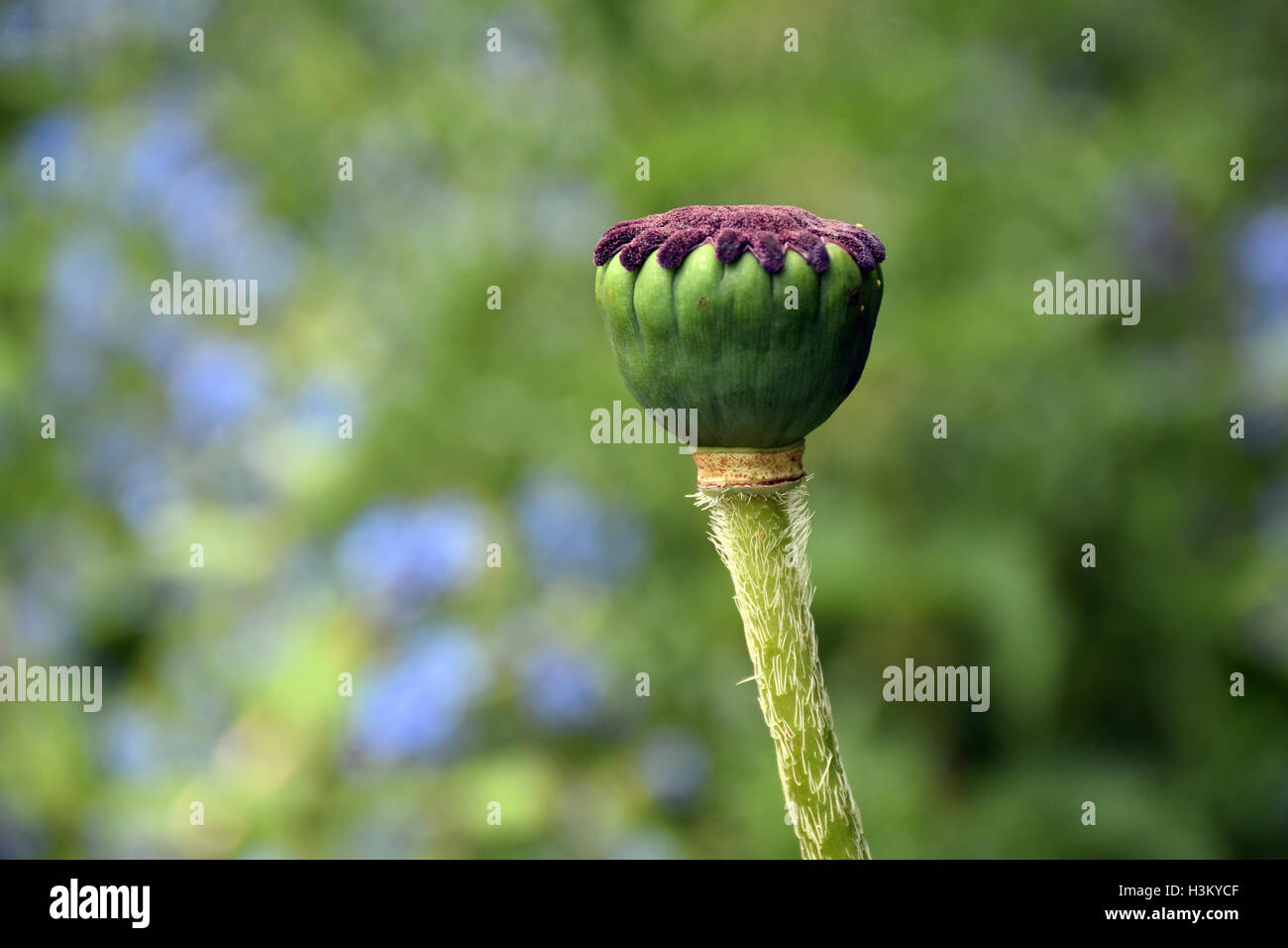 Poppy seed head Stock Photo