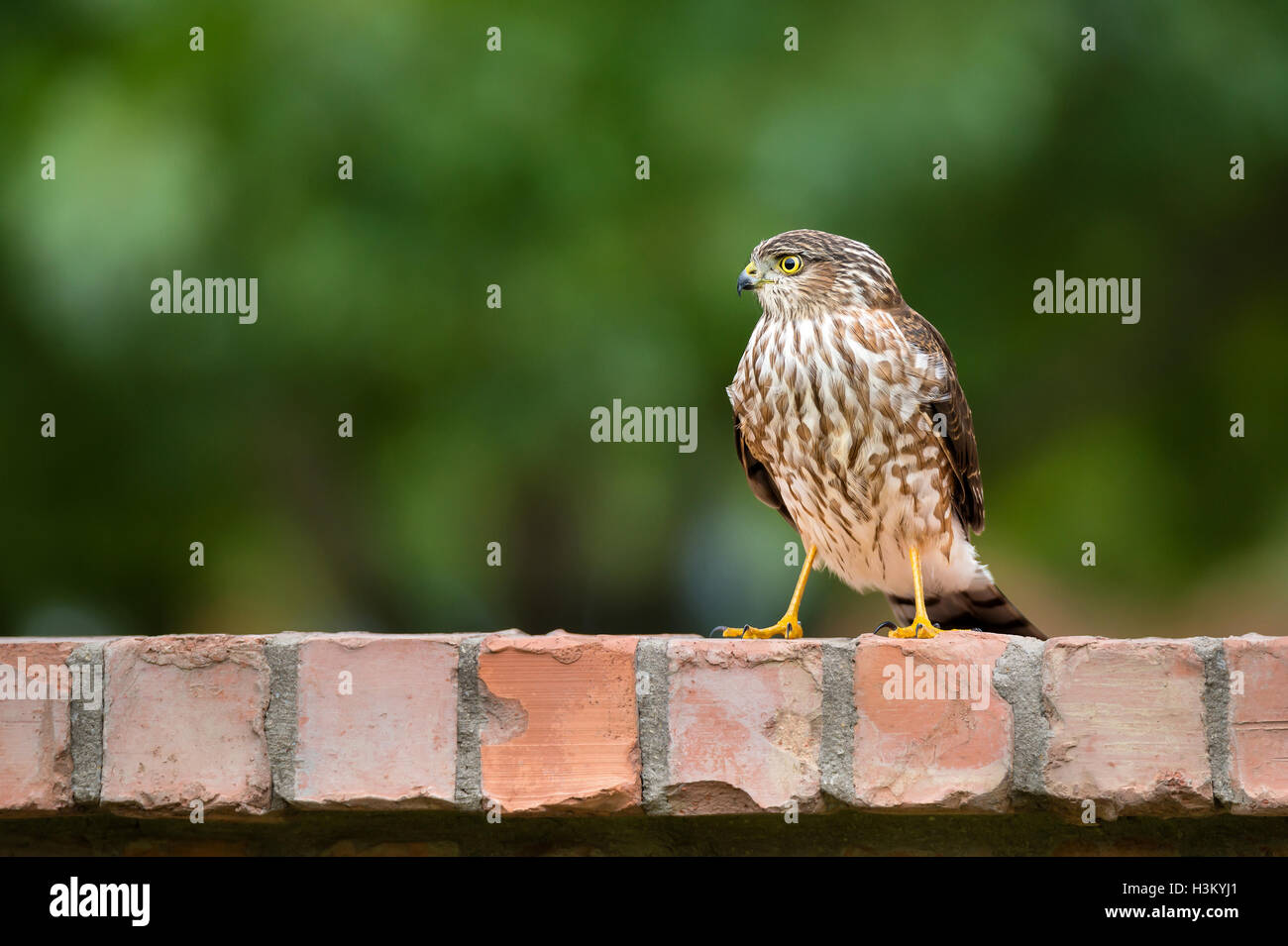 Immature Coopers Hawk standing on backyard brick fence Stock Photo