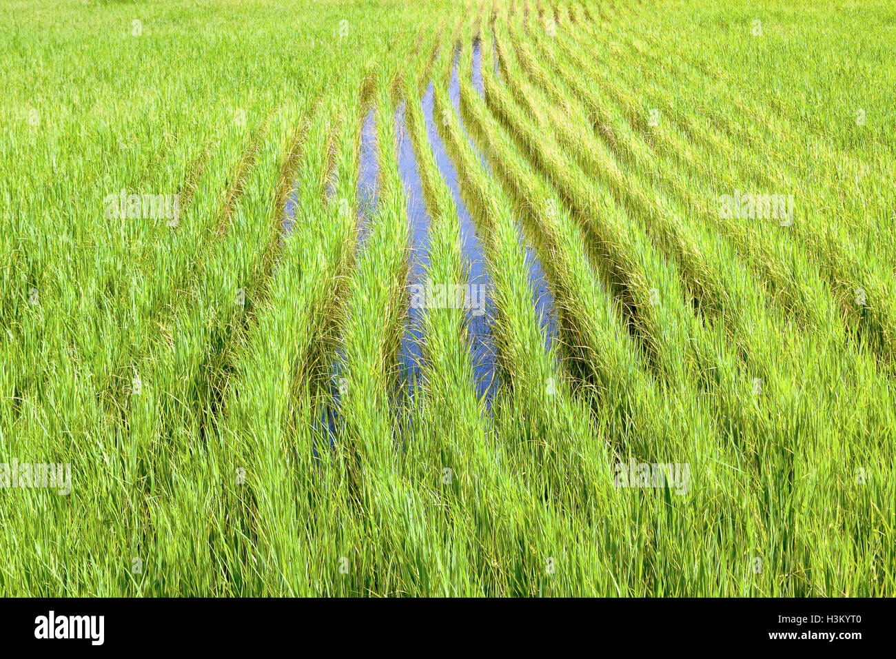 Paddy Field In Rural Stock Photo - Alamy