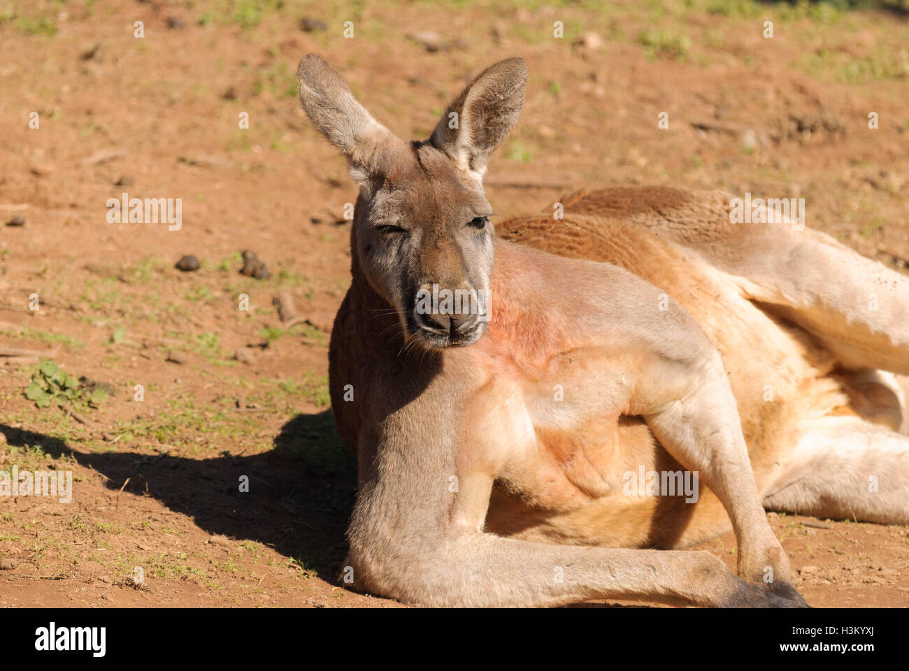 close up of a male kangaroo looking cool Stock Photo Alamy