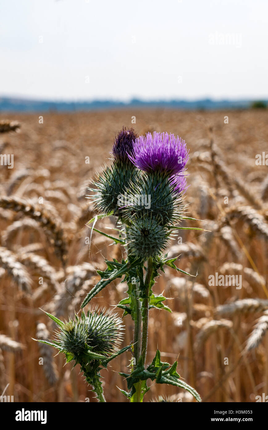 A Thistle plant, Asteraceae family, growing in a field of Barley Stock  Photo - Alamy
