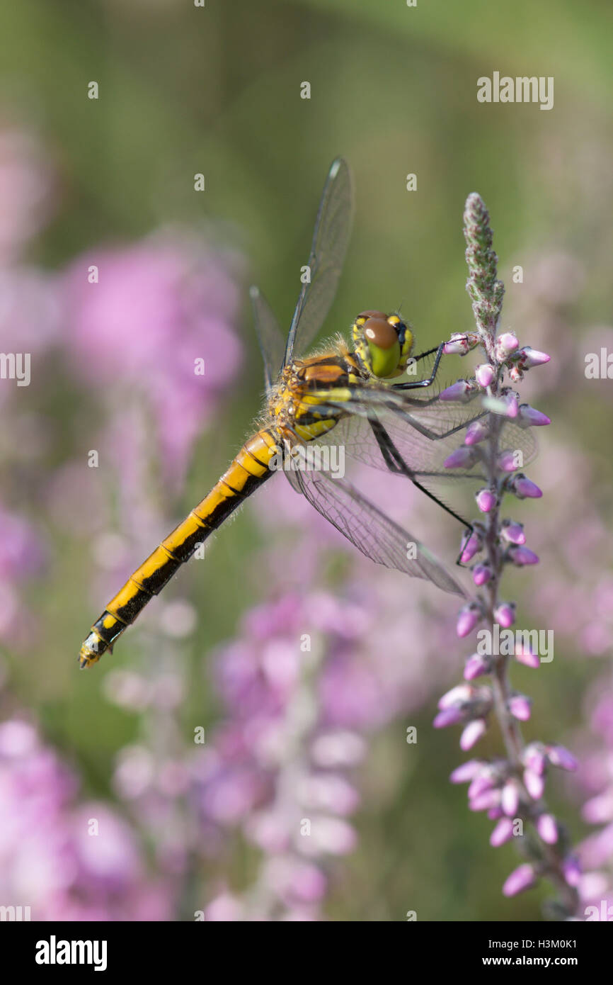 Black Darter, Sympetrum danae, Sussex, UK. on heather ling, August. Stock Photo