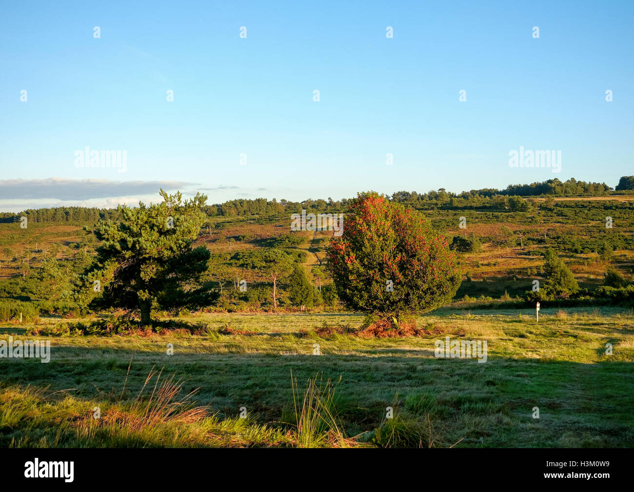Heathland in the Ashdown Forest, East Sussex, England, UK, a Site of Special Scientific Interest Stock Photo