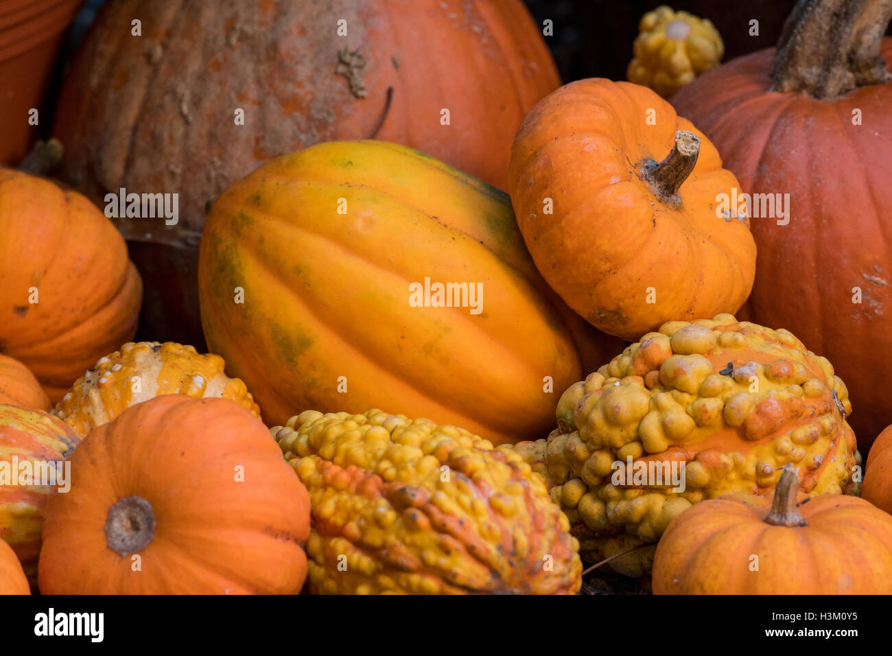 Close Up of Multiple Pumpkins and Squash in a fall display Stock Photo